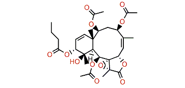 Excavatolide X